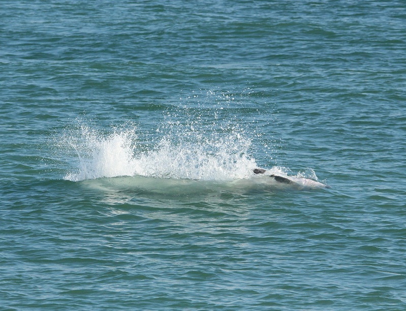 delfini marchigiani