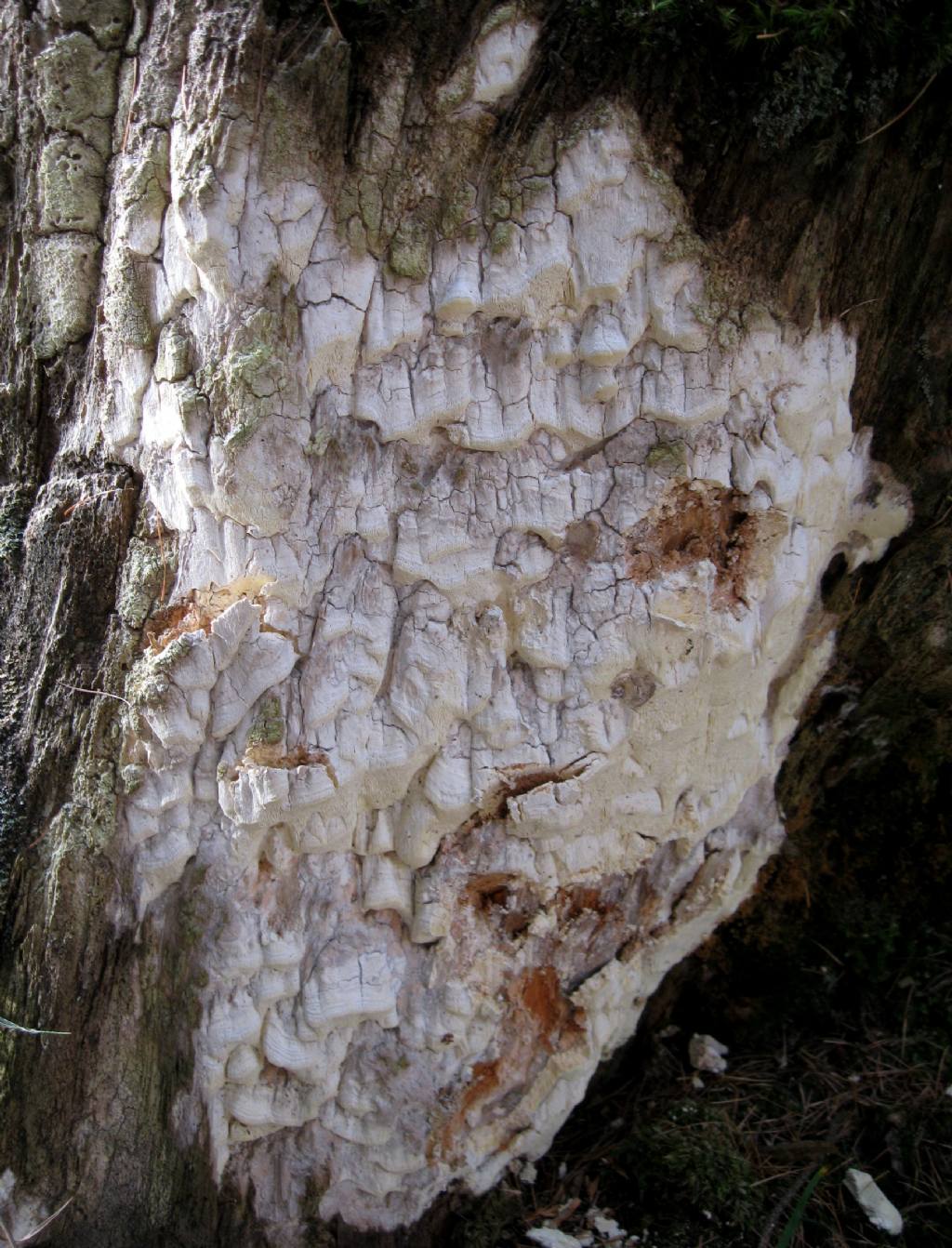 conferma determinazione (Antrodia alpina)