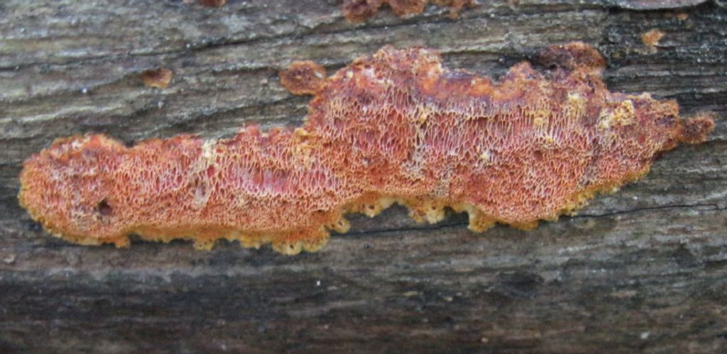 Auriporia aurulenta...
