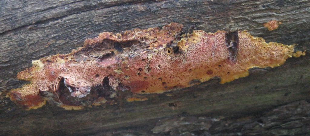 Auriporia aurulenta...