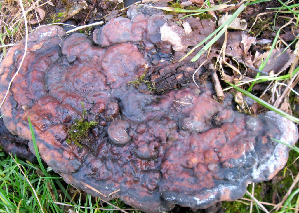 su ceppaia di Robinia, credo un Ganoderma (G. resinaceum)