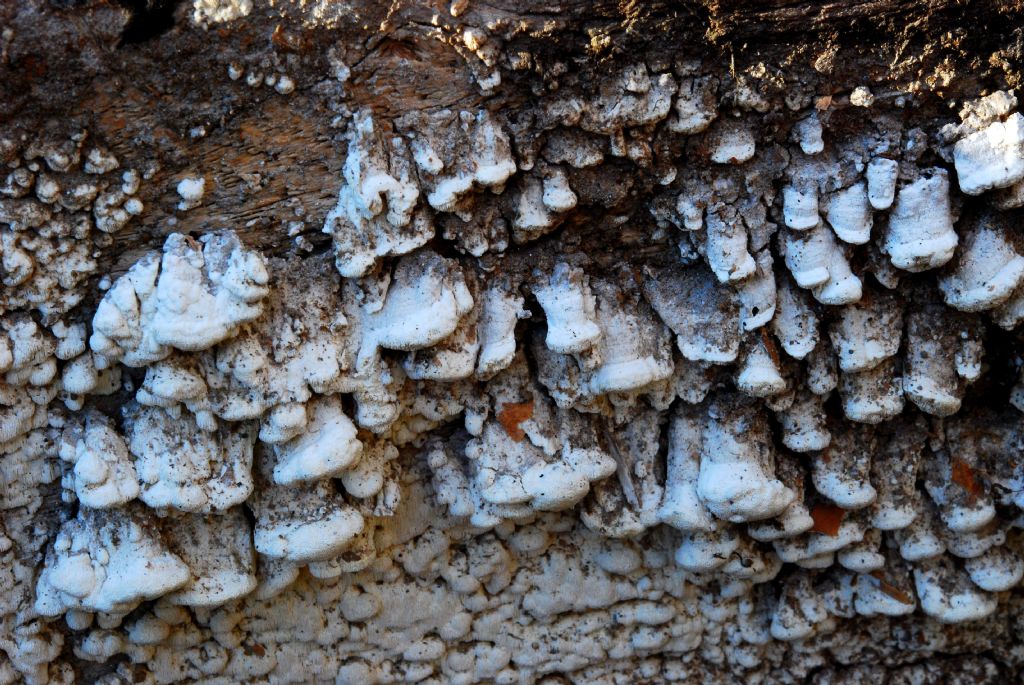 su trave di conifera a terra,credo Antrodia (xantha)