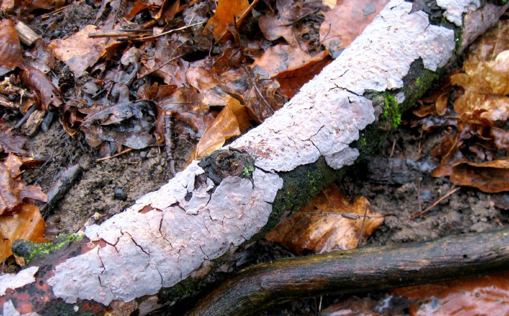 su un ramo a terra di quercia..(Peniophora quercina)