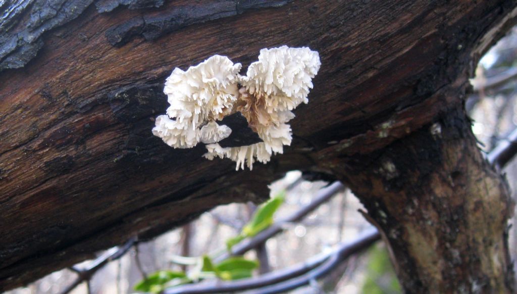 su tronco di pino silvestre molto degradato in pineta poco antropizz. (Irpicodon pendulus)