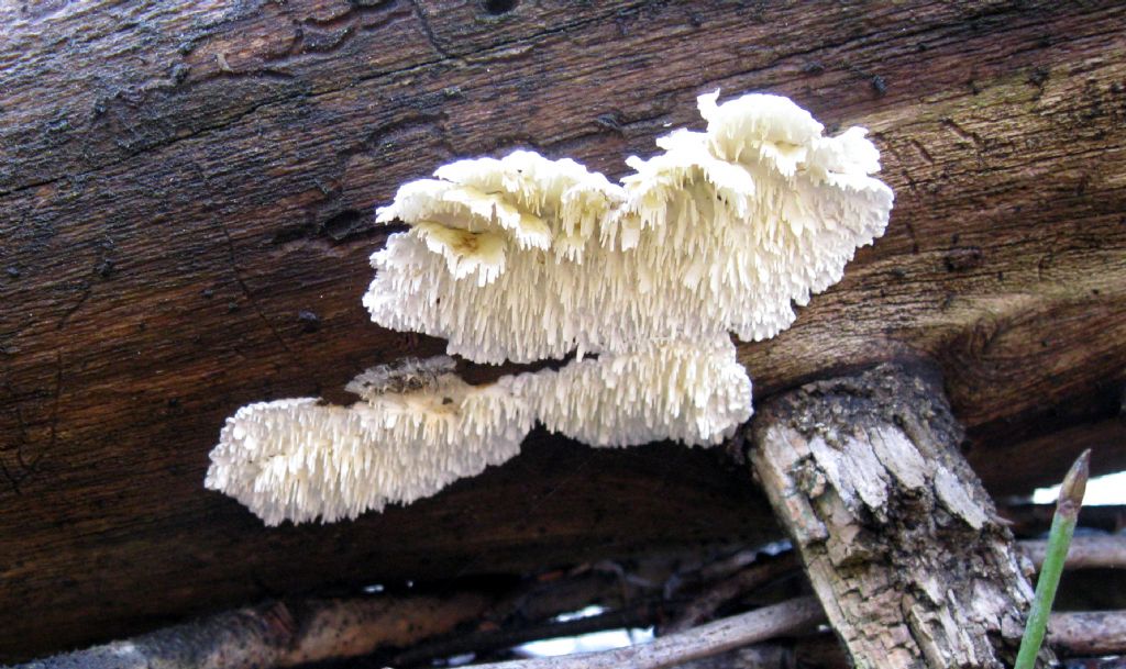 su tronco di pino silvestre molto degradato in pineta poco antropizz. (Irpicodon pendulus)