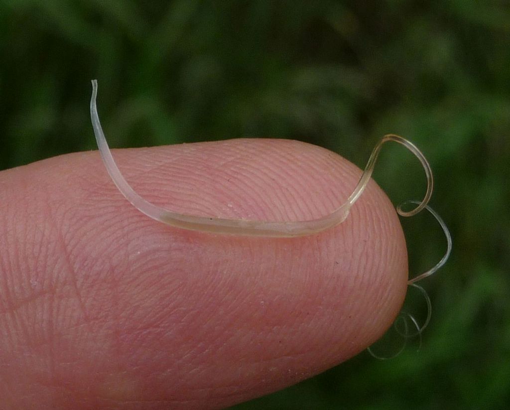 spermatofora