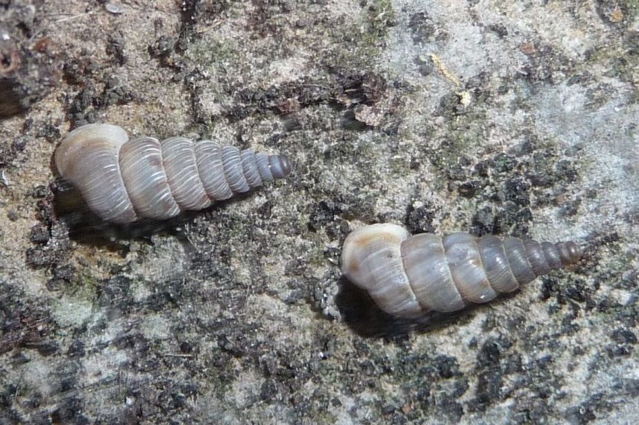 Cochlostoma philippianum lisci