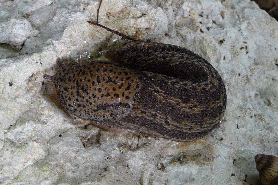 Altri Limax veronensis + distribuzione