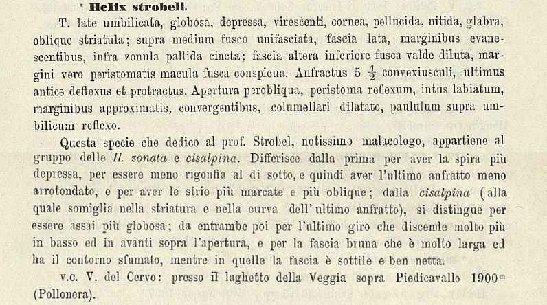 Chilostoma zonatum foetens (Studer, 1820)