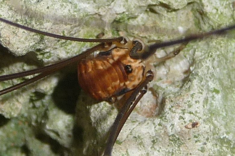 Leiobunum limbatum sui Berici