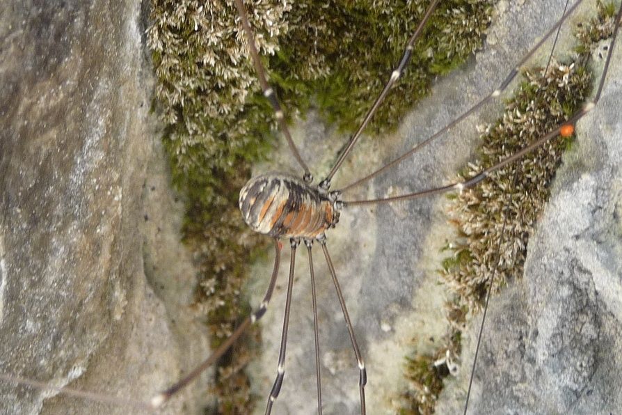 Leiobunum limbatum e  Leiobunum rupestre  -   Tremalzo (BS/TN)