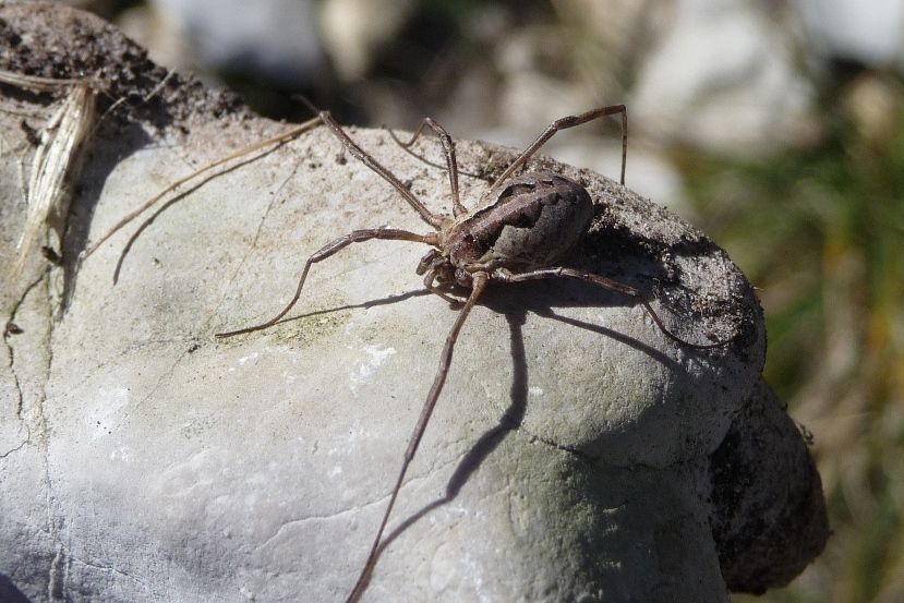 Opilione panciuto: Mitopus morio (Phalangiidae), femmina