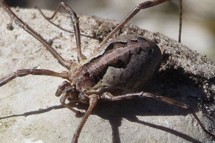 Opilione panciuto: Mitopus morio (Phalangiidae), femmina