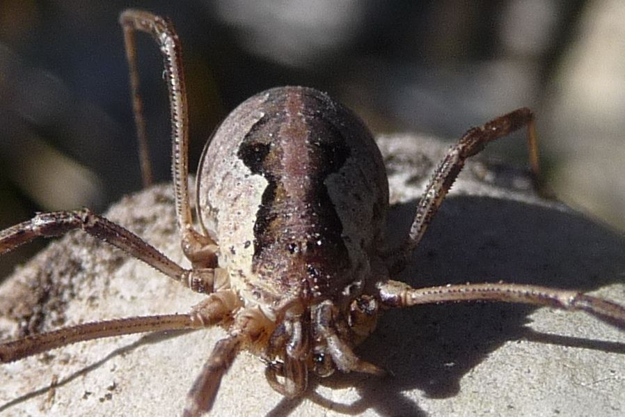 Opilione panciuto: Mitopus morio (Phalangiidae), femmina