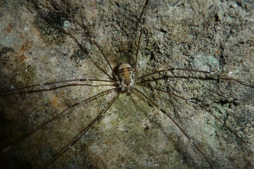 Leiobunum limbatum - Lessini veronesi