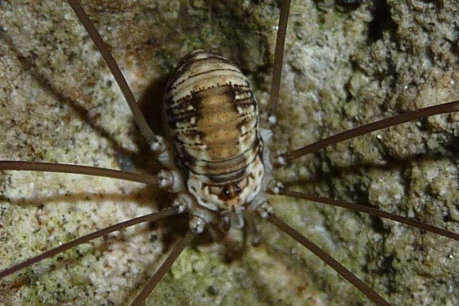 Leiobunum limbatum - Lessini veronesi