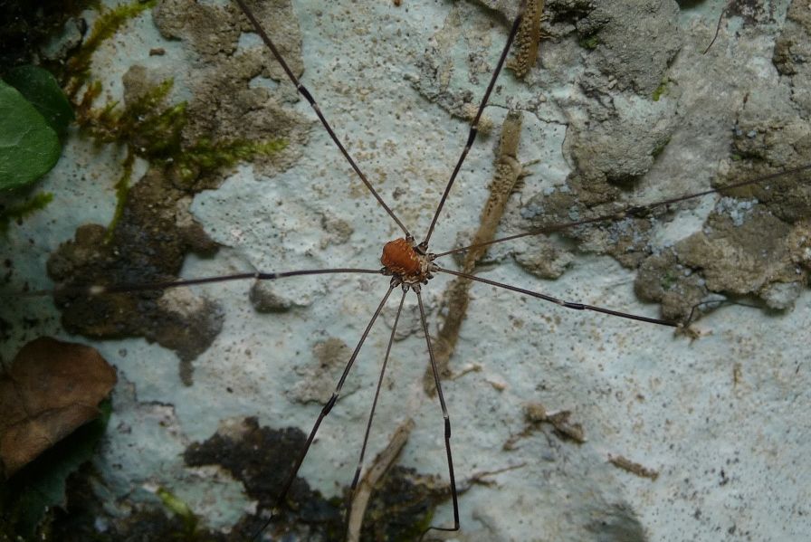 Leiobunum limbatum - Lessini veronesi