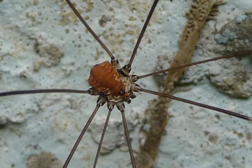 Leiobunum limbatum - Lessini veronesi