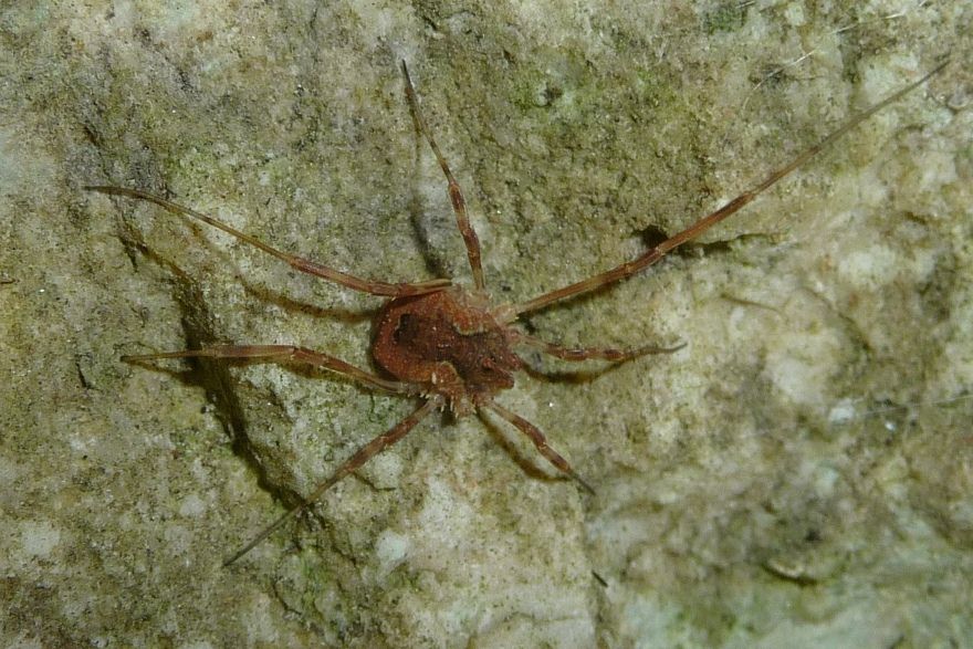 Odiellus?  Valpolicella (VR)  S, Odiellus spinosus  (Phalangiidae)