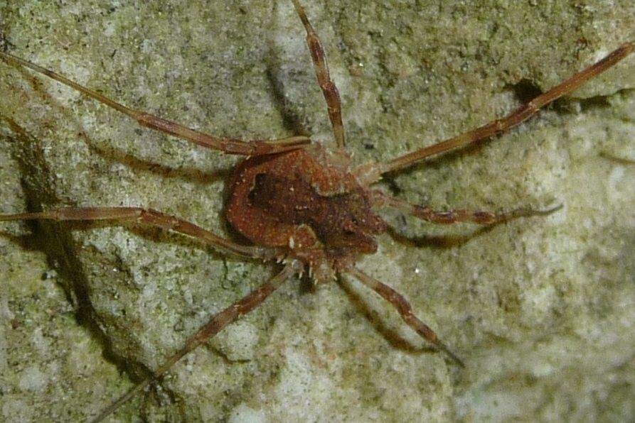 Odiellus?  Valpolicella (VR)  S, Odiellus spinosus  (Phalangiidae)