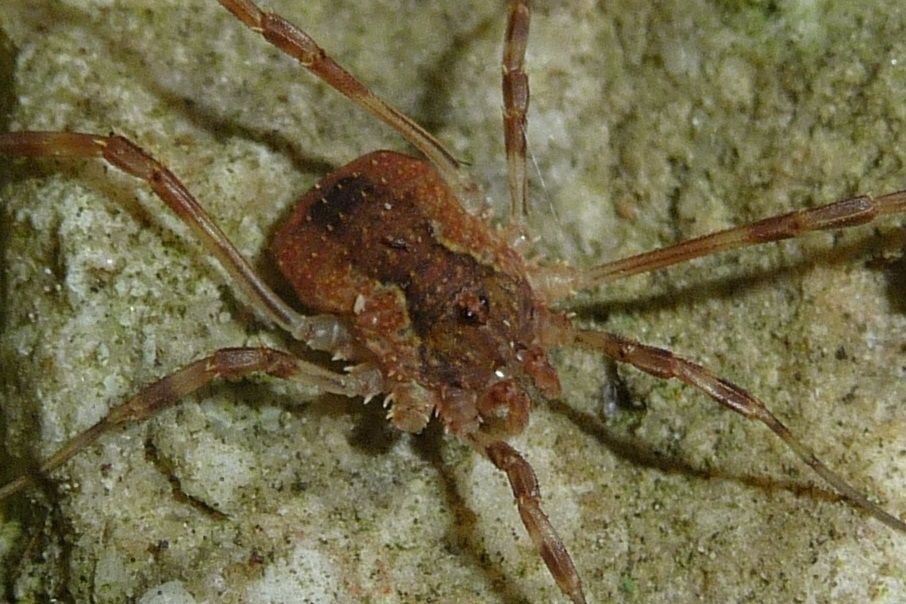 Odiellus?  Valpolicella (VR)  S, Odiellus spinosus  (Phalangiidae)