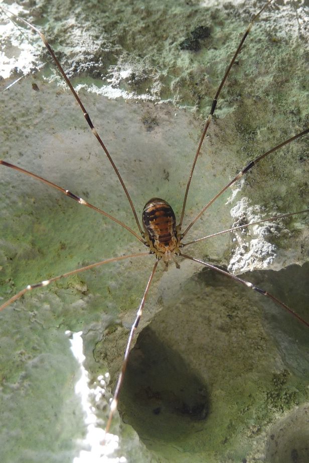 Leiobunum limbatum  (Sclerosomatidae) friulani