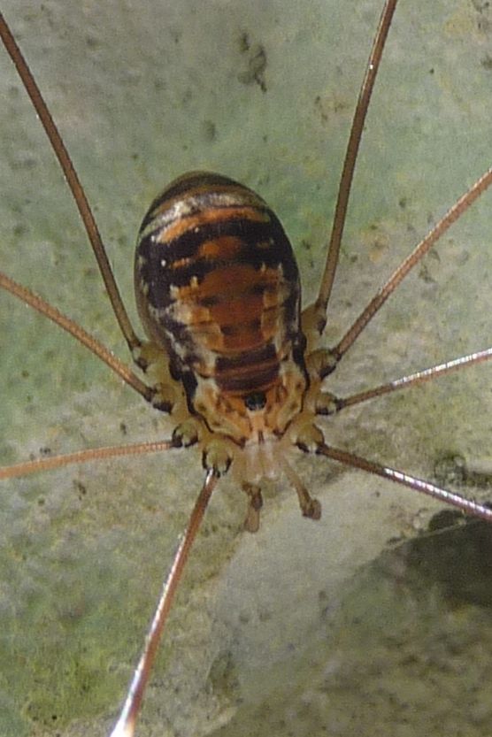 Leiobunum limbatum  (Sclerosomatidae) friulani