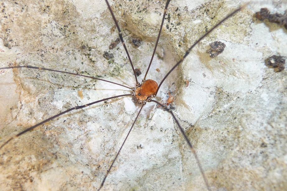 Leiobunum limbatum  (Sclerosomatidae) friulani