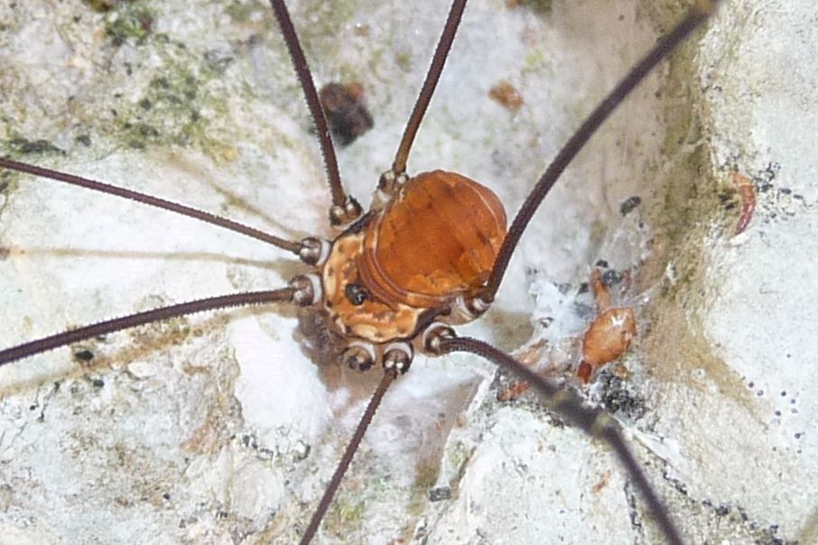 Leiobunum limbatum  (Sclerosomatidae) friulani