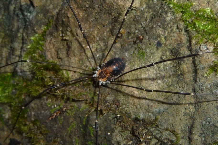 Leiobunum limbatum (Sclerosomatidae) - maschio e femmina