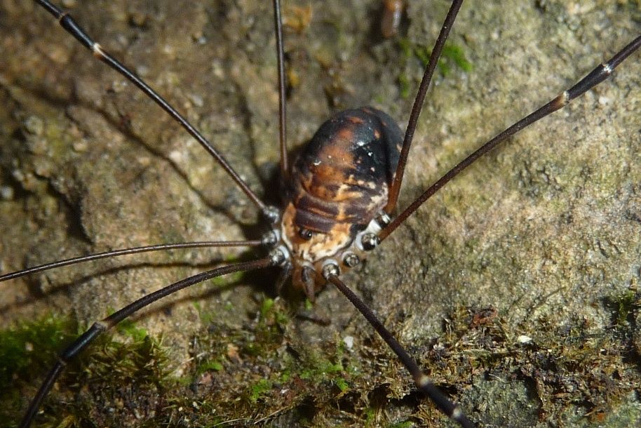 Leiobunum limbatum (Sclerosomatidae) - maschio e femmina