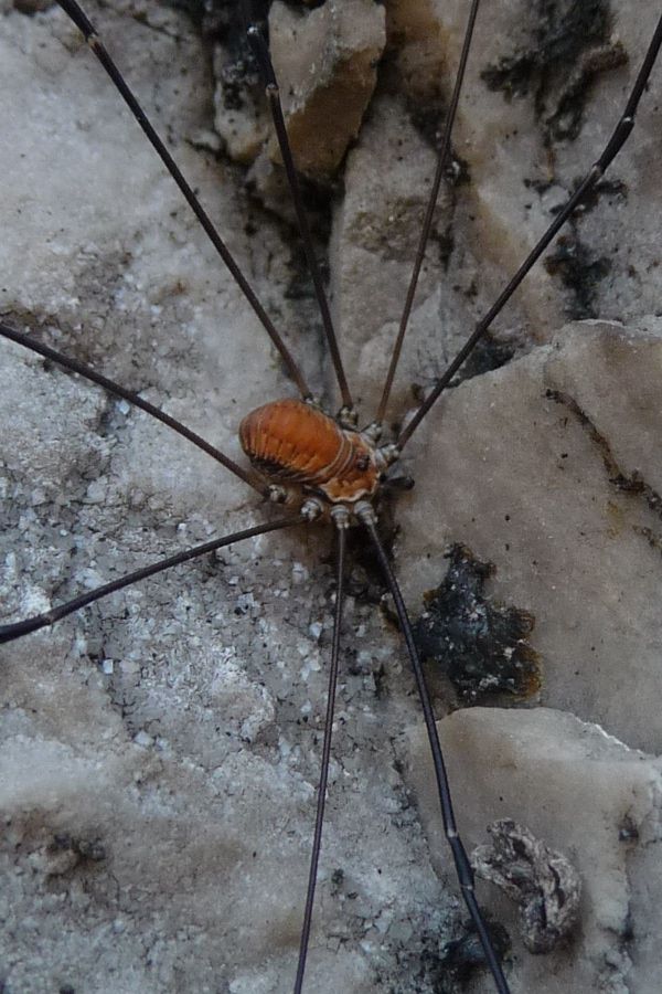 Leiobunum limbatum (Sclerosomatidae) - maschio e femmina