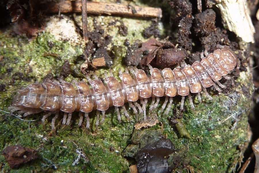 Sempre da Cornedo Vicentino. Polydesmus sp.? S !