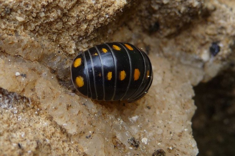 Glomeris pustulata - aggiornamento