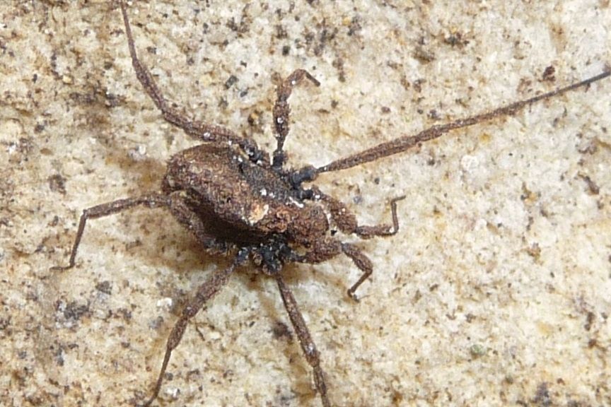 Dicranolasmatidae:   Dicranolasma soerenseni