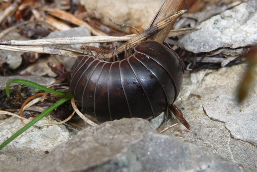 Glomeris molto variabili - longaronensis?? No, G. klugii e connexa