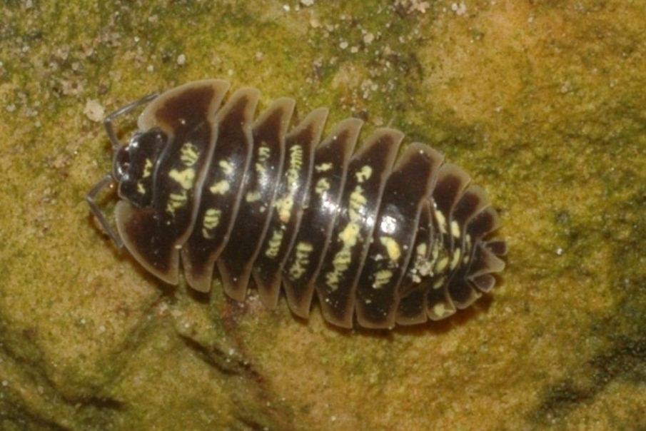 Armadillidium cfr. ruffoi