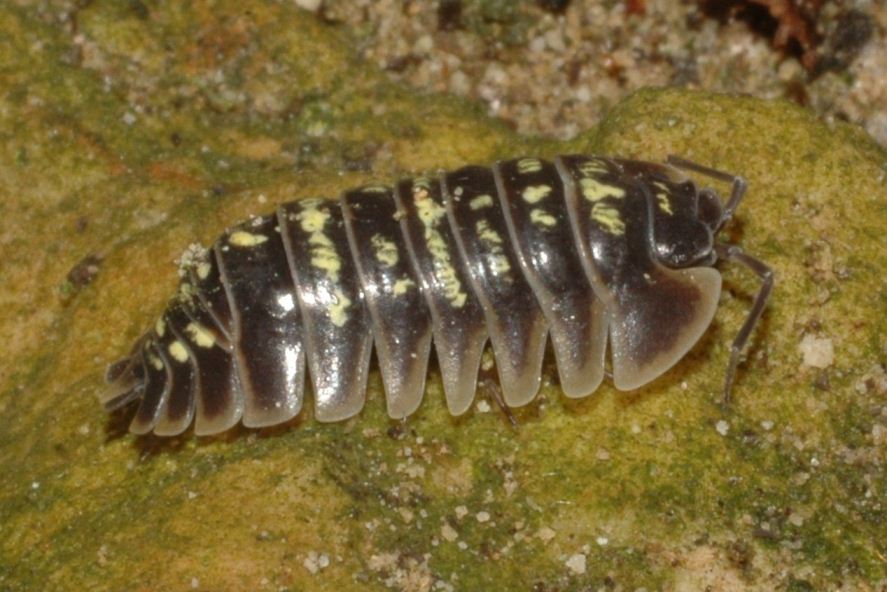 Armadillidium cfr. ruffoi