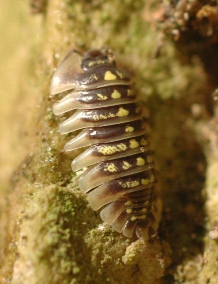 Armadillidium cfr. ruffoi