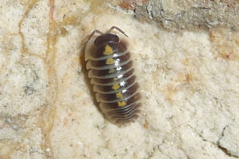 giovane Armadillidium