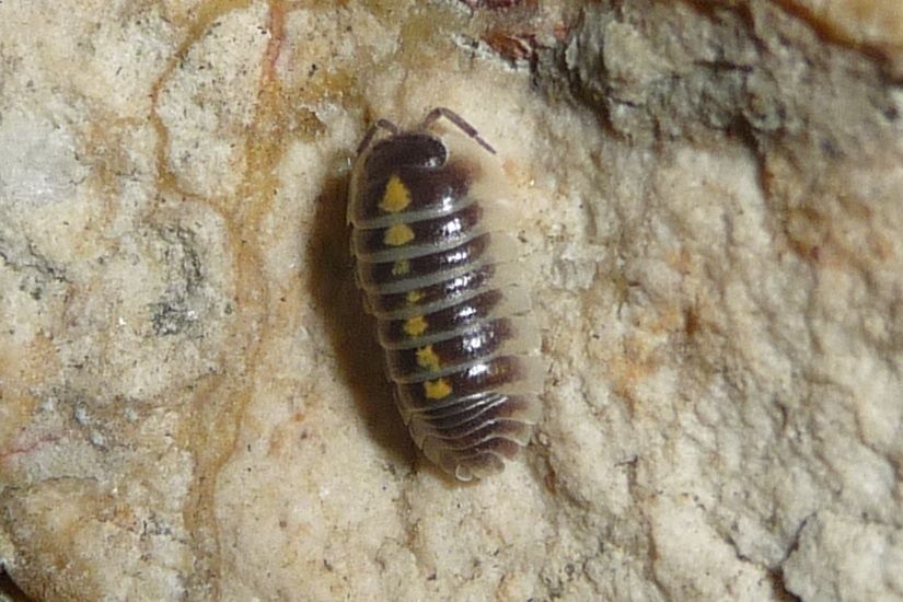 giovane Armadillidium