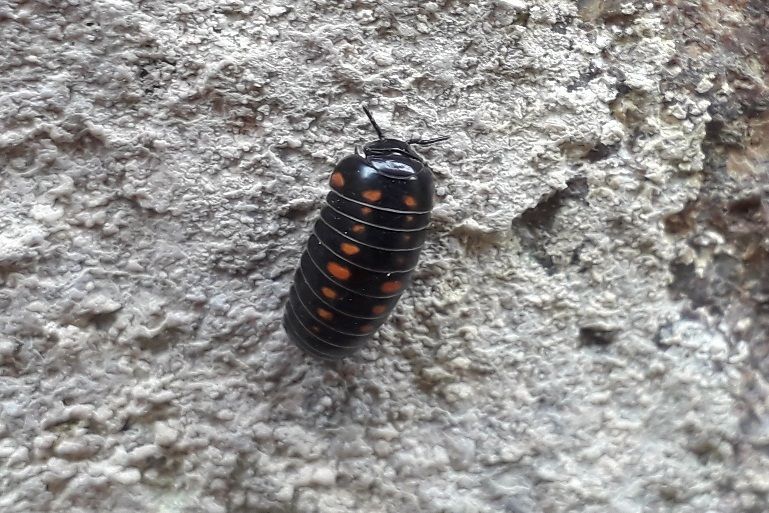 Glomeris pustulata - aggiornamento