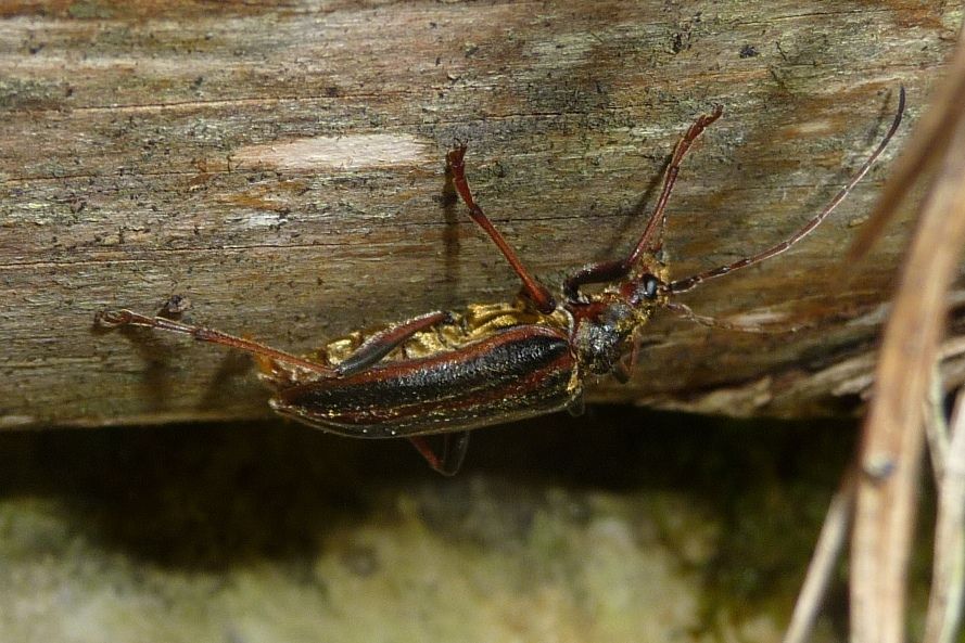 Cerambicidae: Oxymirus cursor ?  S !