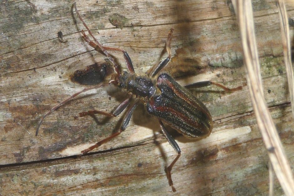 Cerambicidae: Oxymirus cursor ?  S !