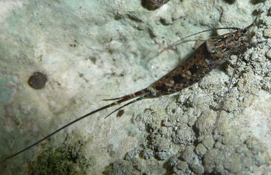 Trigonophthalmus sp. (Microcoryphia Machilidae)