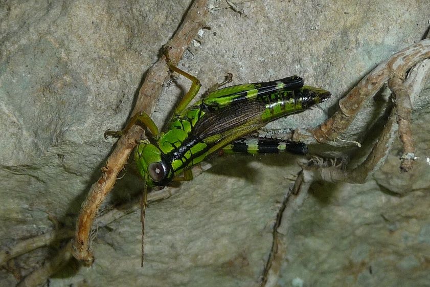 Kisella irena sui Berici (VI)