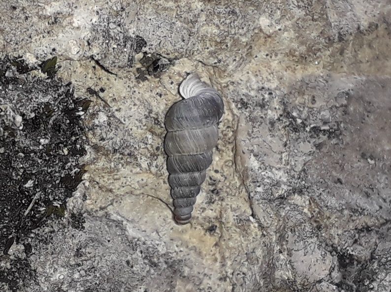 Cochlostoma henricae oltrepassa l''Adige !