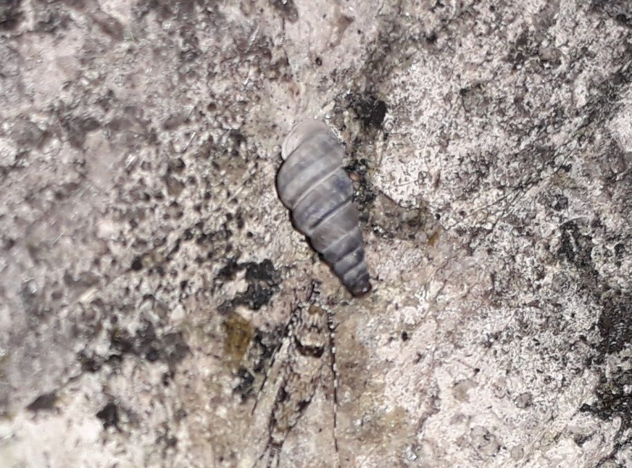 Cochlostoma henricae oltrepassa l''Adige !