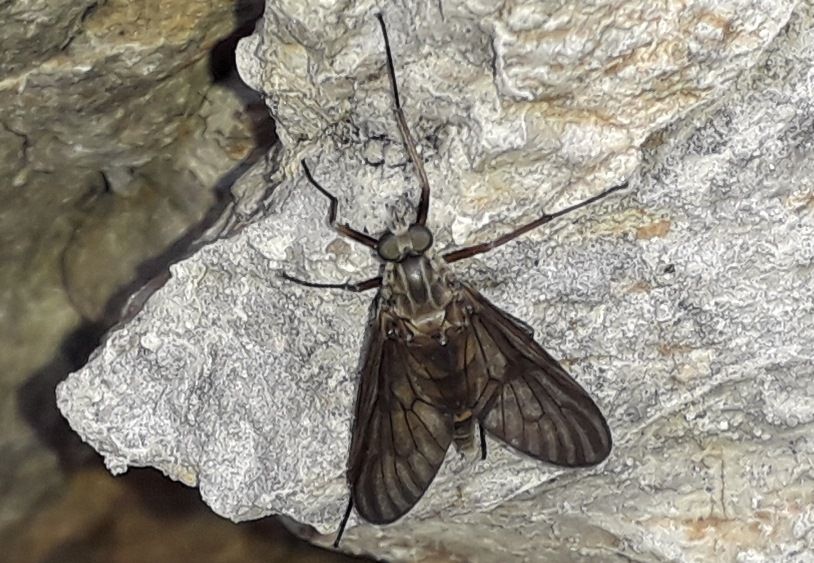 dal Passo Maniva (BS): Rhagionidae da id.