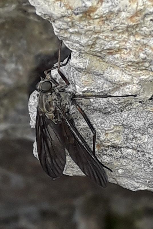 dal Passo Maniva (BS): Rhagionidae da id.